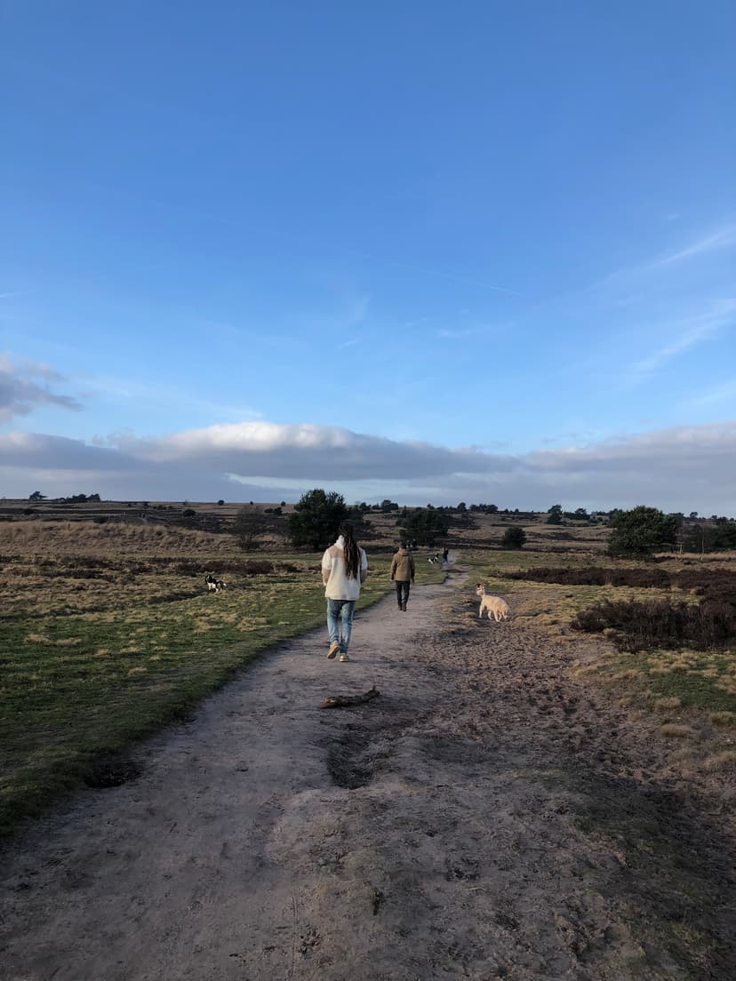 Rozendaalse Veld, Rozendaal