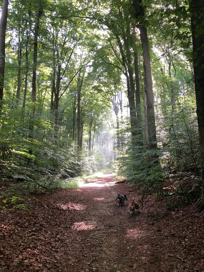 Park Zijpendaal, Sonsbeek en Gulden Bodem, Arnhem