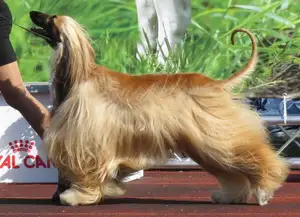 Afghaanse Windhond