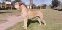 Afrikaanse Boerboel