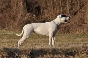 American Bulldog