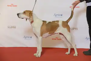 American Foxhound