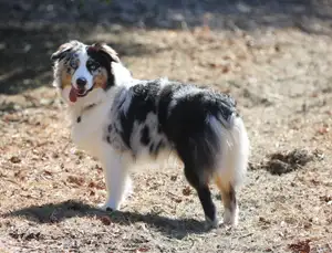 Australische Herder