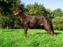Australische Kelpie