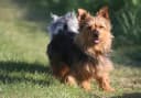 Australische Terrier
