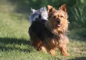 Australische Terrier