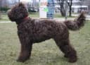 Barbet