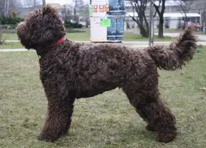 Barbet