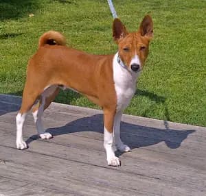 Basenji