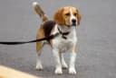 Beagle