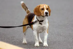 Beagle