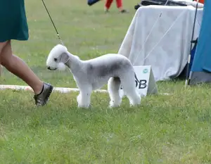 Bedlington Terriër