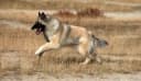 Belgische Malinois