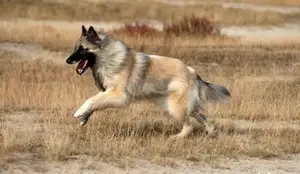 Belgische Malinois