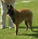 Belgische Tervuren