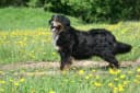 Berner Sennenhond