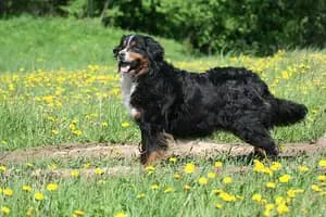 Berner Sennenhond
