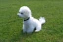 Bichon Frisé