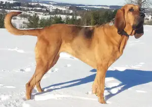 Bloedhond