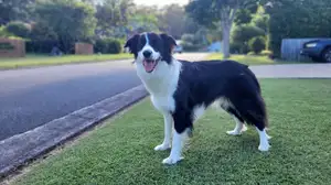 Border Collie