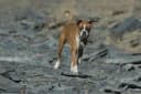 Boxer