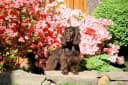 Boykin Spaniel