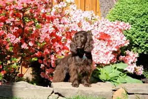 Boykin Spaniel