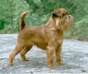 Brusselse Griffon
