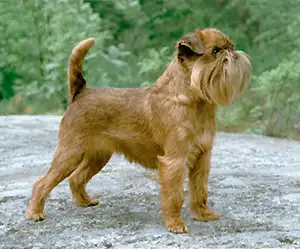 Brusselse Griffon