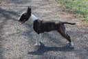 Bull Terrier