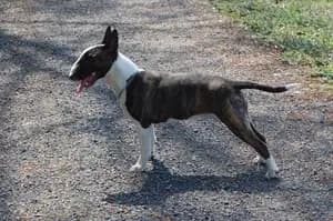 Bull Terrier