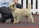 Cairn Terrier