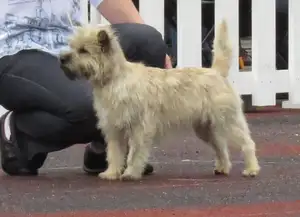 Cairn Terrier