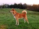 Canaan Dog