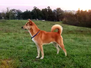 Canaan Dog