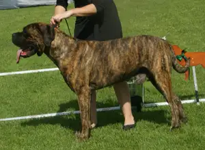 Cane Corso
