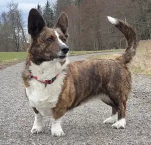Cardigan Welshe Corgi