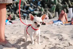 Chihuahua