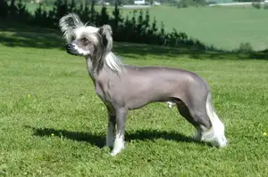 Chinese Naakthond