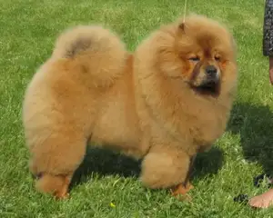 Chow Chow