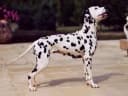 Dalmatiër