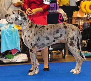 Deense Dog