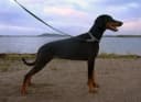 Dobermann Pinscher