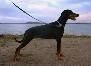 Dobermann Pinscher