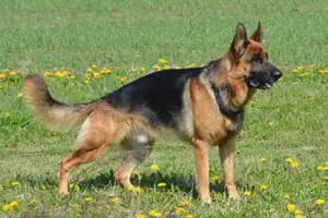 Duitse Herder