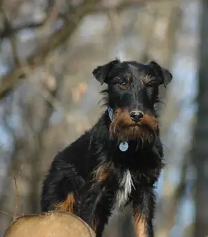 Duitse Jagdterrier
