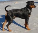 Duitse Pinscher