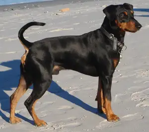 Duitse Pinscher
