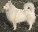 Duitse Spitz