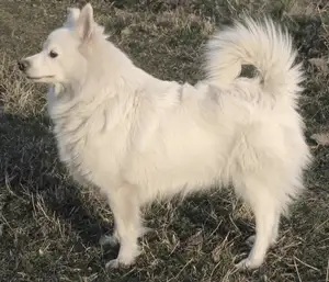 Duitse Spitz